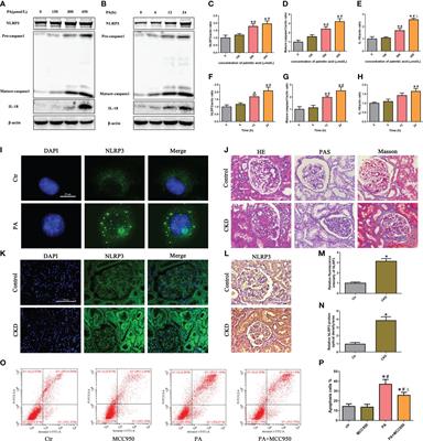 Activation of the Nrf2/ARE signaling pathway ameliorates hyperlipidemia-induced renal tubular epithelial cell injury by inhibiting mtROS-mediated NLRP3 inflammasome activation